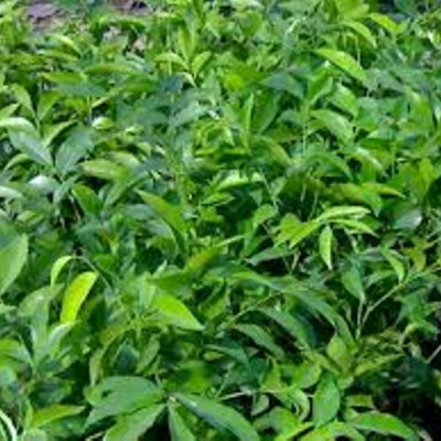 Lá cây mắc mật