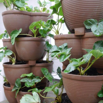 Chậu nhựa trồng cây cảnh 03 khoang Yamada 4L - Nhập khẩu trực tiếp từ Nhật Bản