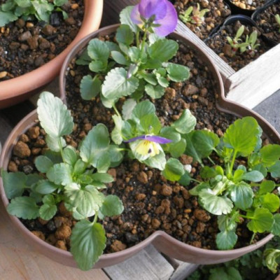 Chậu trồng cây cảnh 03 khoang Yamada 4L làm từ nhựa PP cao cấp cứng cáp, độ bền cao - nội địa Nhật Bản