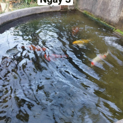 Đèn UV Sterilization King 60W (68cm) Bóng Kép Diệt Tảo Khuẩn Hồ Cá, Nước Thải, Sinh Hoạt