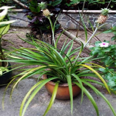 Cây dứa kiểng - cây thơm baby + tặng phân bón