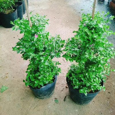 Cây Cẩm Tú Mai 3 Tầng - cây cảnh để bàn + tặng phân bón cho cây