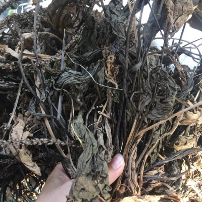 Trà Cây mã đề ( Cây mã để khô - Cây xa tiền thảo)  - Sản phẩm hữu cơ tự nhiên - Gói 500gr