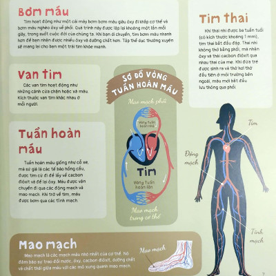 Trái Tim Và Hơn Thế Nữa - Dưới Góc Nhìn Sinh Học Và Văn Hóa, Kèm Theo Các Trò Chơi Và Thực Hành Thú Vị