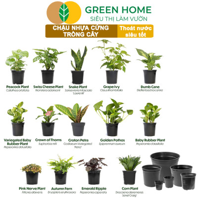 Bộ 3 Chậu nhựa trồng cây, nhiều kích thước, thoát nước tốt, đa dạng kích thước trồng cây, hoa, kiểng lá |Greenhome