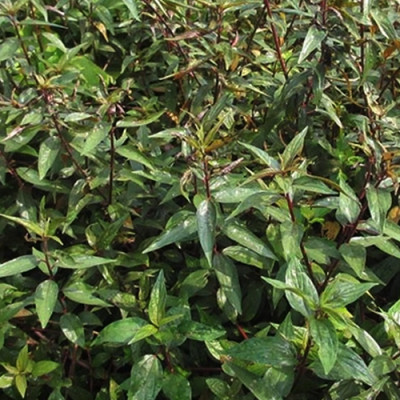 Cây dòi thân tím (Cây dòi tía - Cây bọ mắm - Cây dòi tím) - Sản phẩm khô làm trà - Gói 200gr