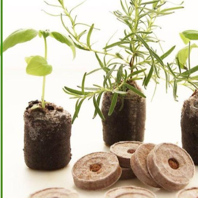 Viên nén xơ dừa Batrivina trồng cây, ươm hạt, ươm cây giống, trồng dâu tây