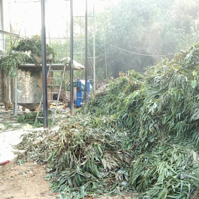 Tinh dầu Khuynh Diệp (bạch đàn) 50ml nguyên chất từ thiên nhiên - Mộc Mây