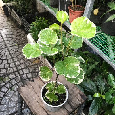 Cây Đinh Lăng Cẩm Thạch Lá Tròn Polyscias Balfouriana Cao Khoảng 30cm– Cây Cảnh Nội Thất Trang Trí Nhà Cửa