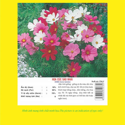 Hạt giống hoa sao nhái nhiều màu - hoa chuồn chuồn mix VTP86