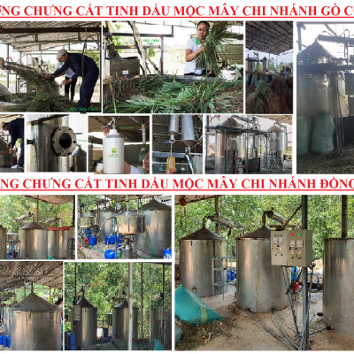 Tinh dầu Gừng 10ml nguyên chất từ thiên nhiên - Mộc Mây