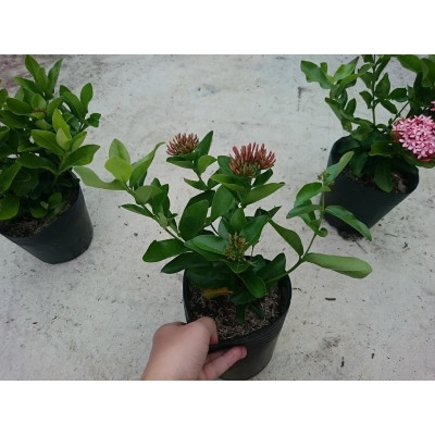 Cây Mẫu Đơn Hồng (Lá Trung) - cây bông trang hồng + tặng phân bón cho cây