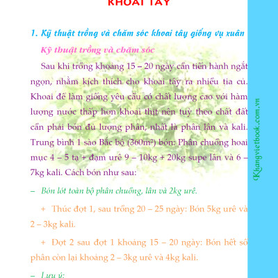 Bí Quyết Thành Công Kĩ Thuật Trồng Khoai Tây Hiệu Quả - KV