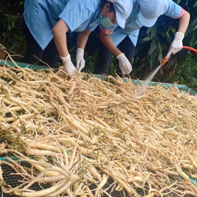 Mứt sâm dây Ngọc Linh DATO, ăn ngon,  bồi bổ cơ thể, phục hồi sức khỏe, tăng cường hệ miễn dịch