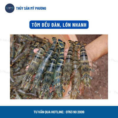 Bổ sung vitamin khoáng điện giải chống sốc Vita Bio kích thích lột ăn mạnh tăng trọng cho tôm thẻ cá lươn ếch ốc ba ba