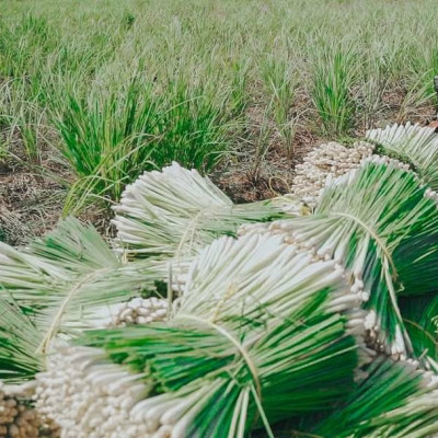 Tinh dầu Sả Chanh Organic nguyên chất từ thiên nhiên, Xuât khẩu thị trường Mỹ, Thơm Phòng, Khử Mùi, Xông Phòng, Đuổi Muỗi, Kháng Khuẩn - KingOil