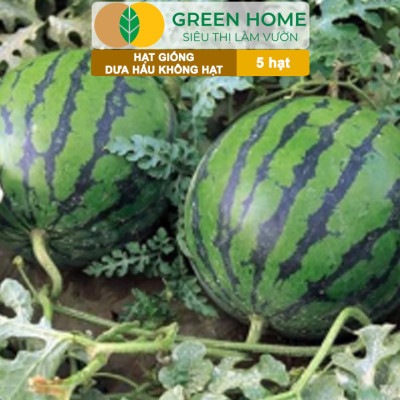 Hạt Giống Dưa Hấu Không Hạt Lai F1 Greenhome, Gói 5 Hạt, Dễ Trồng Quanh Năm, Nảy Mầm Cao, T27