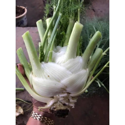 Hạt Giống Củ Thì Là ( Củ Hồi CT357 - Gói 50 hạt