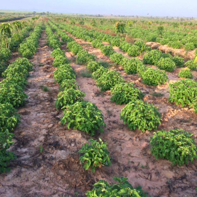 Tinh dầu Hương Nhu 100ml Mộc Mây - tinh dầu thiên nhiên nguyên chất 100% - chất lượng và mùi hương vượt trội - chuyên gia chăm sóc tóc hư tổn