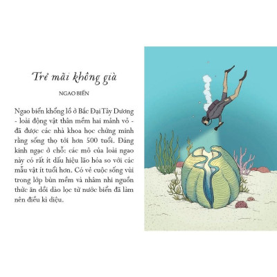 Sách - Sống Một Đời Tựa Biển Khơi - Những Bài Học Trí Tuệ Nhẹ Nhàng Sâu Lắng Của Đại Dương - NXB Kim Đồng