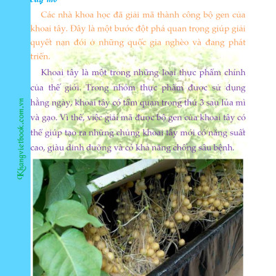 Bí Quyết Thành Công Kĩ Thuật Trồng Khoai Tây Hiệu Quả - KV