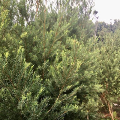 Tinh dầu Tràm Trà 10ml Mộc Mây - tinh dầu nguyên chất 100% từ thiên nhiên - chất lượng và mùi hương vượt trội