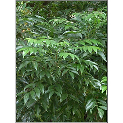 Lá cây mắc mật