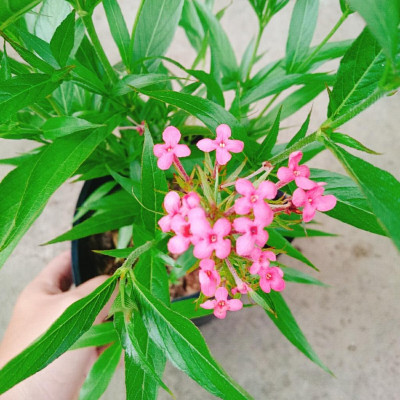 Cây Liễu Hồng - cây cảnh vườn + tặng phân bón cho cây mau lớn