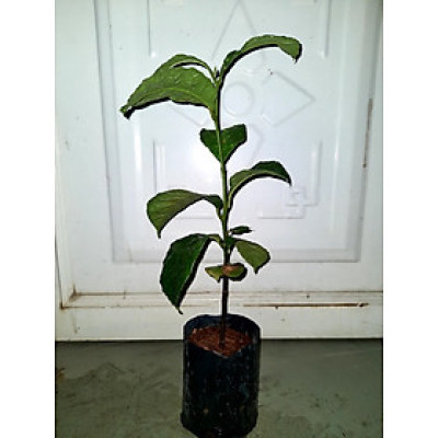 Cây chay, trái ruột đỏ, chiều cao 50cm