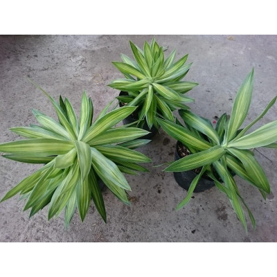 Cây trúc bách hợp - cây cảnh để trong nhà + tặng phân bón cho cây