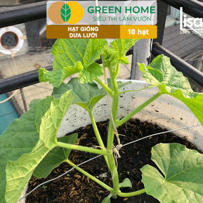 Hạt Giống Dưa Lưới Ruột Vàng Greenhome, Gói 10 Hạt, Dễ Trồng Quanh Năm, Nảy Mầm Cao, Thu Hoạch Nhanh, Năng Suất Cao T14