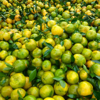 Tinh dầu Cam ngọt 50ml Mộc Mây - tinh dầu thiên nhiên nguyên chất 100% - chất lượng và mùi hương vượt trội