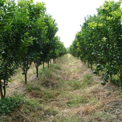 Tinh dầu Cam ngọt 50ml Mộc Mây - tinh dầu thiên nhiên nguyên chất 100% - chất lượng và mùi hương vượt trội