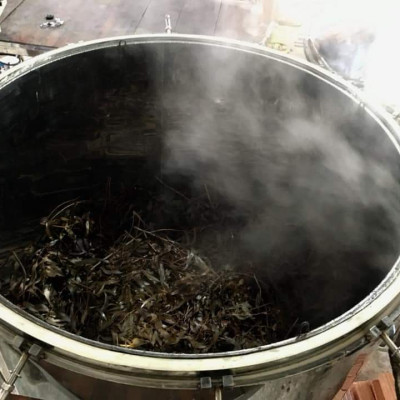 Tinh dầu Tràm Organic hữu cơ 10ml Mộc Mây - tinh dầu thiên nhiên nguyên chất 100% - dùng xông tắm ngừa cảm lạnh, giảm côn trùng cắn đốt cho Bé, Trẻ sơ sinh và Trẻ nhỏ | An toàn cho làn da nhạy cảm của Bé