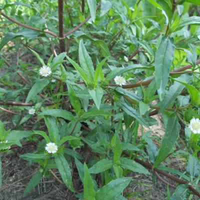 Trà cây nhọ nồi - Cây cỏ mực ( Cây cỏ mực khô 1kg) - Sản phẩm hữu cơ tự nhiên 