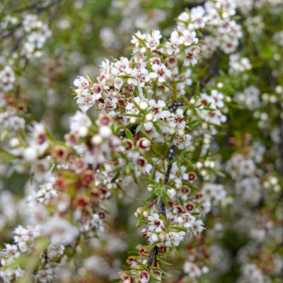 Tinh dầu Trà Trắng 100ml nguyên chất từ thiên nhiên, xông phòng, khử mùi, thơm phòng, đuổi muỗi - KingOil