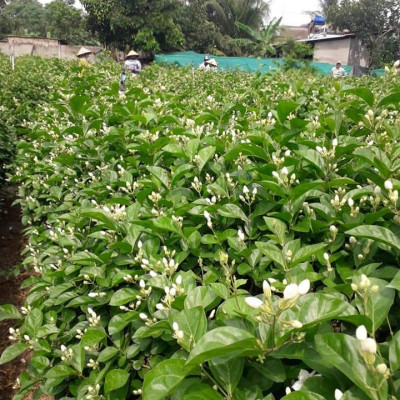 Tinh dầu hoa Lài (nhài) 100ml Mộc Mây - tinh dầu nguyên chất 100% từ thiên nhiên - chất lượng và mùi hương vượt trội