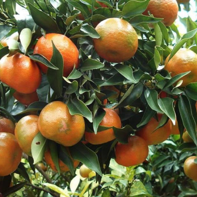 Tinh dầu Cam ngọt 100ml Mộc Mây - tinh dầu thiên nhiên nguyên chất 100% - chất lượng và mùi hương vượt trội