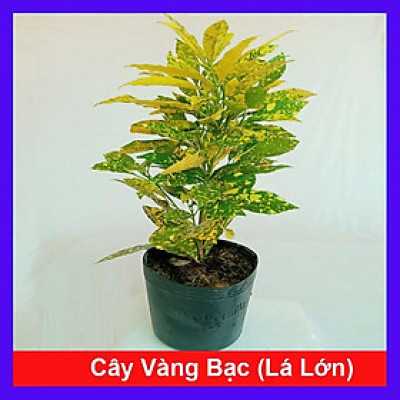 Cây Vàng Bạc Lá Lớn - Cây cảnh trang trí + Tặng phân bón cho cây mau lớn