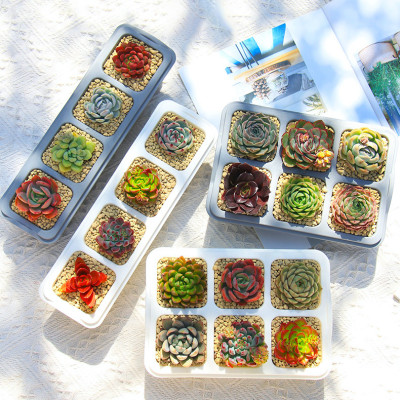 Chậu trồng sen đá MONROVIA, kèm đĩa lót, trồng cây mini, bonsai, xương rồng, decor bàn làm việc