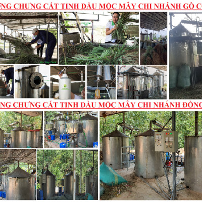 Tinh dầu Tràm Trà 100ml Mộc Mây - tinh dầu nguyên chất 100% từ thiên nhiên - chất lượng và mùi hương vượt trội