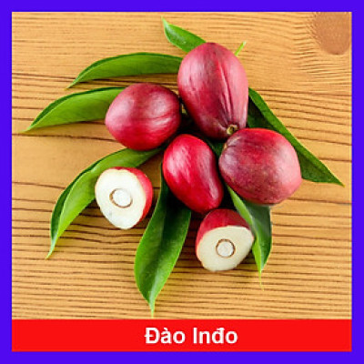 Cây đào tiên Nhật Bản - cây ăn quả - 1 năm ra quả + tặng phân bón