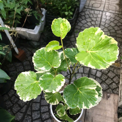 Cây Đinh Lăng Cẩm Thạch Lá Tròn Polyscias Balfouriana Cao Khoảng 30cm– Cây Cảnh Nội Thất Trang Trí Nhà Cửa