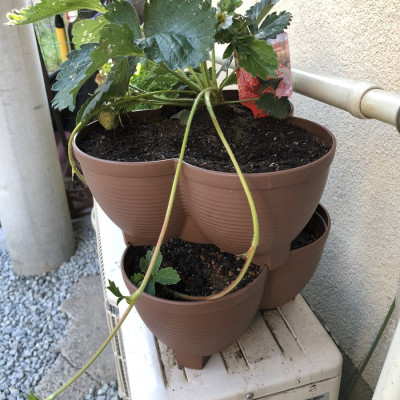 Chậu trồng cây cảnh 03 khoang Yamada 4L làm từ nhựa PP cao cấp cứng cáp, độ bền cao - nội địa Nhật Bản