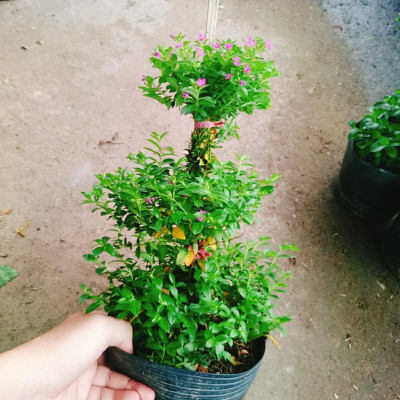 Cây Cẩm Tú Mai 3 Tầng - cây cảnh để bàn + tặng phân bón cho cây