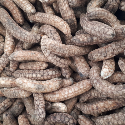 Đặc Sản Kon Tum - 1Kg Chuối Hột Rừng Hàng đẹp Giá Rẻ chuyên Ngâm Chum  OCOP 3 Sao