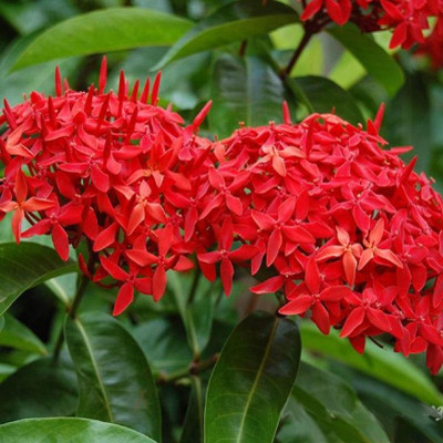 Mẫu Đơn Mỹ Đỏ - cây bông trang mỹ + tặng phân bón cho cây