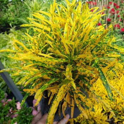 Cây vàng bạc + Tặng phân bón cho cây mau lớn