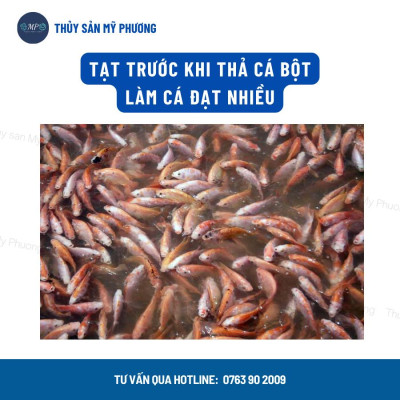 Chống sốc xử lý khí độc nổi đầu gan thận mủ Yucca nước Saponin De Oray Lvs đạt đầu con tôm thẻ cá lươn ếch ốc baba