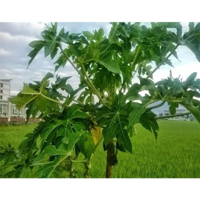 lá đu đủ khô 1kg thơm sạch